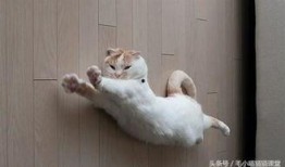 猫咪冠军爆料视频播放,爆笑视频背后的精彩瞬间